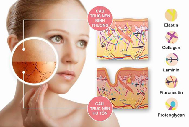 Collagen Trong Cau Truc Cua Da